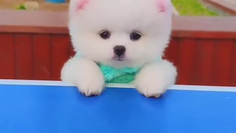 Amazing cute Dog