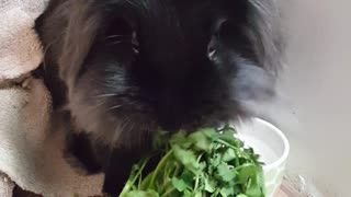 Lionhead rabbit eating cilantro