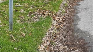 Street Curb Edge Cleanup