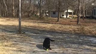 Black lab loving the sun on a winter day