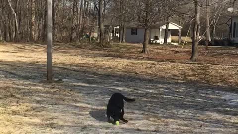 Black lab loving the sun on a winter day