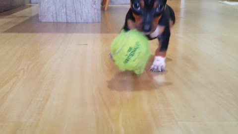 Pinscher puppy playing with his ball