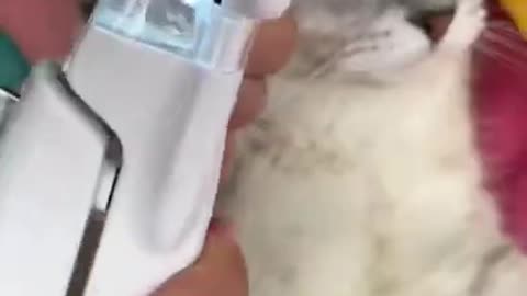 How to Cut your Cats Nails