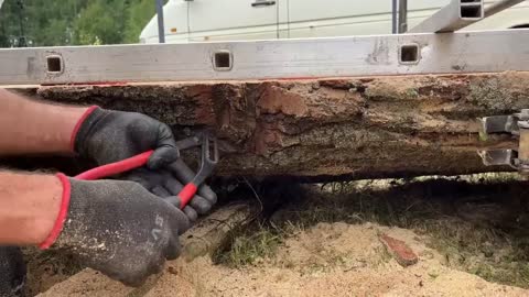 A large oak log with many years of history