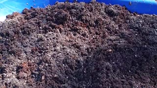 Soil Mix