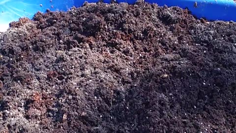 Soil Mix