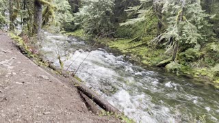 Absolutely EPIC Rainforest Trail Overlooking Wild & Scenic Salmon River – Mount Hood – 4K