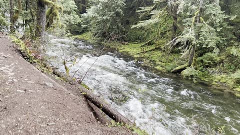 Absolutely EPIC Rainforest Trail Overlooking Wild & Scenic Salmon River – Mount Hood – 4K