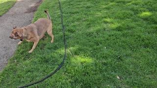 Puppy goes water crazy