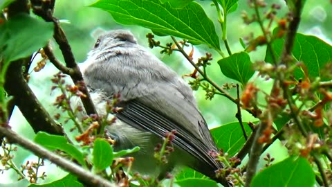 Tufted Titmouse