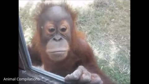 Adorable Baby Orangutan -Adorable Cute Collection Collection