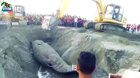 Whale Vs Excavator - Burial of the World's Biggest Animal With Excavator