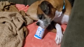 Boxer loves to lick yogurt cups