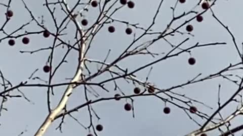 Sycamore Tree Seed Pods