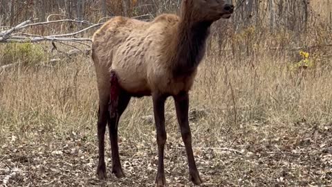 Hunters Shoot Antler to Free Wounded Elk