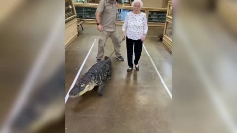 pet alligator