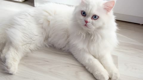 White Persian cat looking at the camera