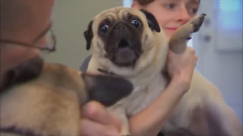 pug screaming x100