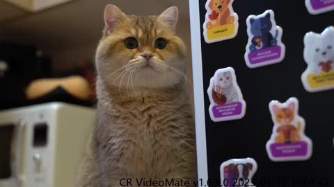 There are magnets with Pets from different countries!
