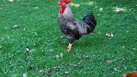 Amos the Rooster
