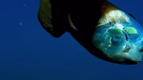 Amazing creature of the deep sea