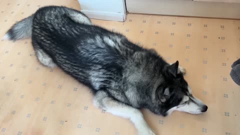 Arguing With My Husky About Cooking Too Slowly!