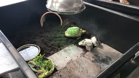 Indoor tortoise care for Mediterranean - pet setup enclosure tips - natural modern keeping methods-1