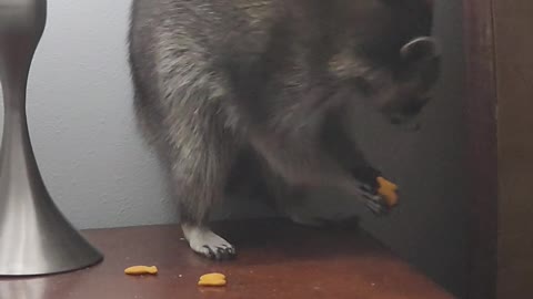 Sneaky Raccoon Eats Goldfish Crackers