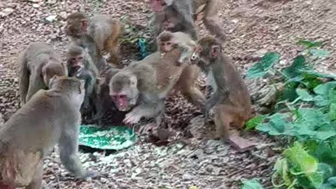 MONKEYS