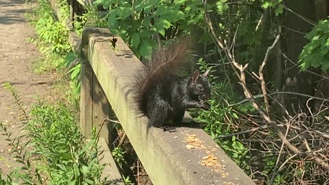 Black Squirrel having lunch