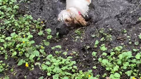 Gerda the Mud Puddle Pup