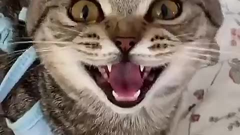 Cat Laughing 😂😺
