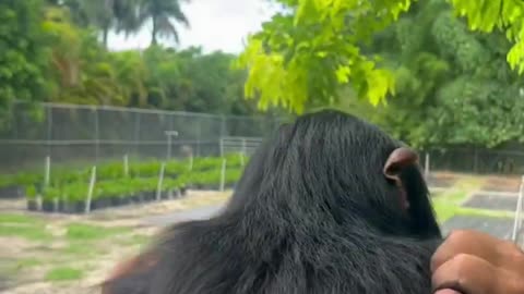 Almost 7 year old Chimpanzee Limbani reunion with human caretakers (Full)
