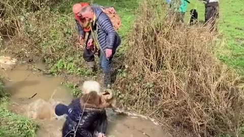 Two women attempted to pass a stream to avoid a cow on the path
