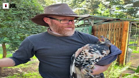 Watch: Rescue, rehabilitation and release of African Crowned Eagle