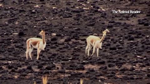 Fifteen vicunas die in Peru wildfires I Animal News