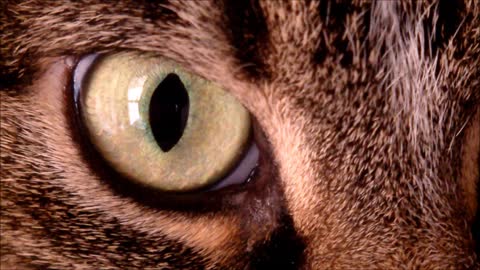 Cat Eye Macro wowww