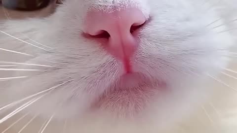 cute cat kitten 😍, short video