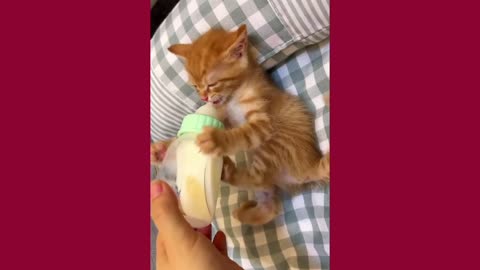 New Born Kitten heartbreaking