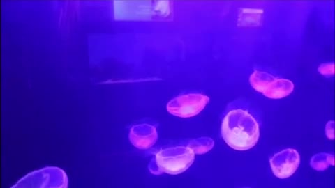 pink jellyfish