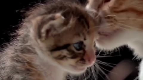 Wow Cute Baby Cat Mother Cat And Son. Cute Video #Short