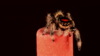 Tiny Jumping Spider Springs from Pencil Eraser