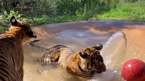 Two tigers are playing with a ball in the water