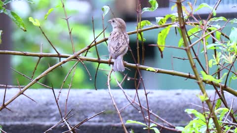 little bird in the rain