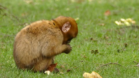 baby monkey eatting his food