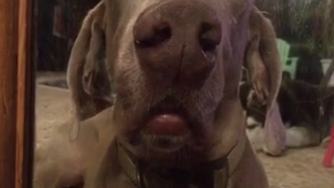 Brown dog stares at owner through glass door