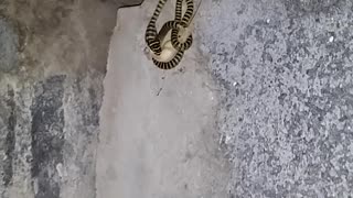 Snake Misses Out on Lizard Lunch