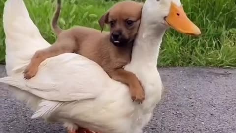 The best of frens 🐶🦆