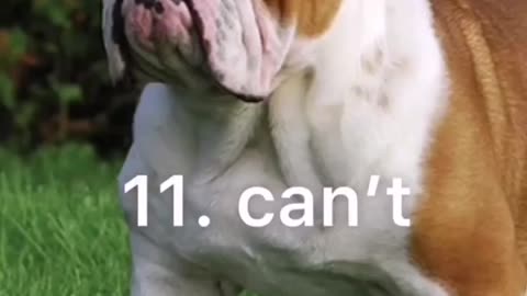 Top 10 aggressive Dogs