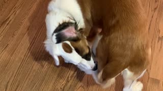 Dog Can't Quite Figure Out Tail